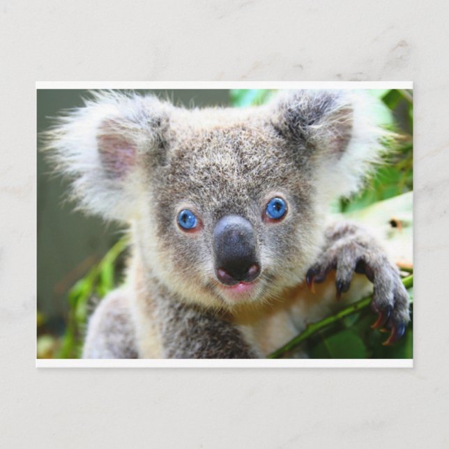 Koala Bears Postkarte (Vorderseite)