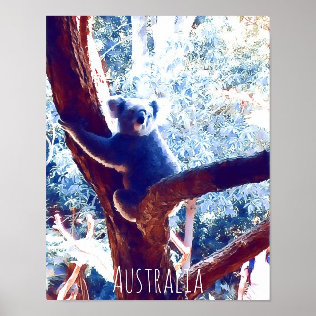 Koala bei Baumarten in Australien Poster (Vorne)