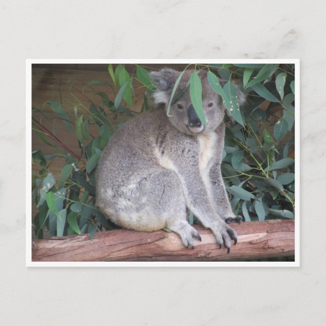Koala-Blätter Postkarte (Vorderseite)
