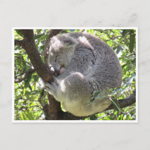 Koala-Bündel Postkarte