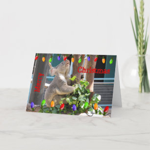 Koala, der für Weihnachtskarte sich vorbereitet Feiertagskarte