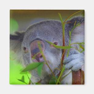 Koala, der Magneten isst Magnet