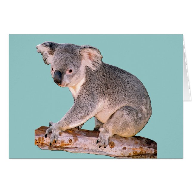 Koala Drawing (Vorderseite (Horizontal))