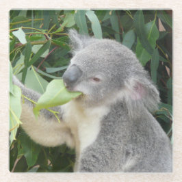 Koala Eating Gum Leaf Glasuntersetzer
