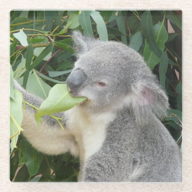 Koala Eating Gum Leaf Glasuntersetzer (Vorderseite)