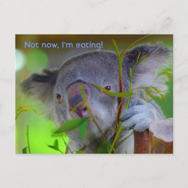 Koala Eating Post Card Postkarte (Vorderseite)