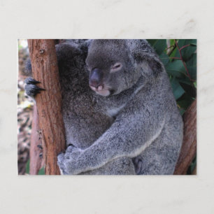 Koala Family Postcard Postkarte