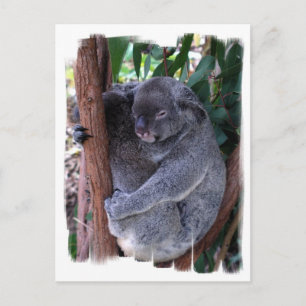 Koala Family Postcard Postkarte