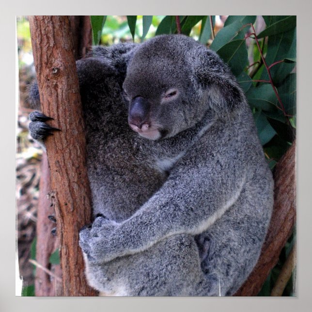 Koala Family Poster Print (Vorne)