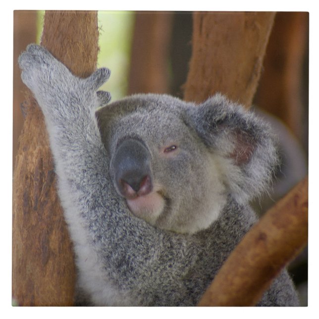 Koala Fliese (Vorderseite)