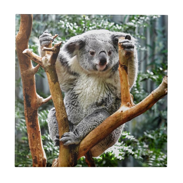 Koala Fliese (Vorderseite)