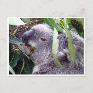 Koala frisst postkarte
