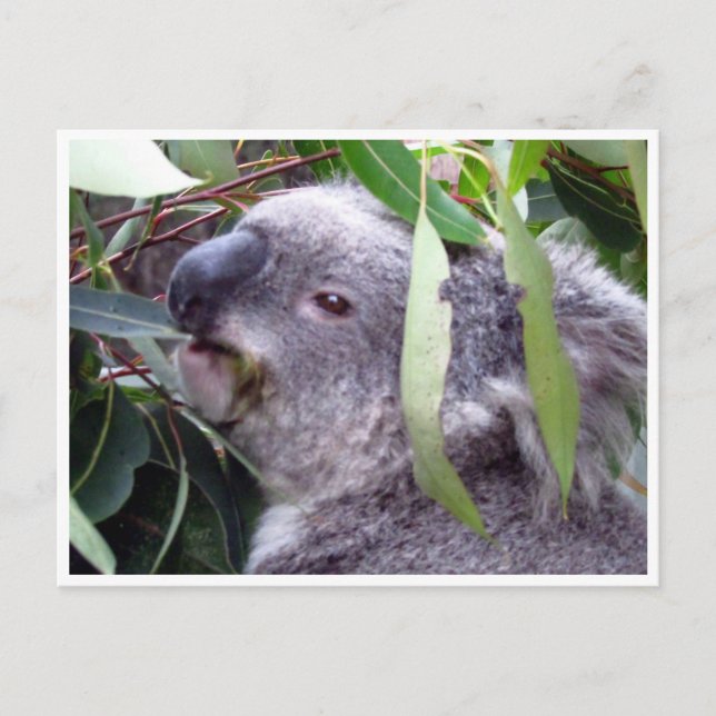 Koala frisst postkarte (Vorderseite)