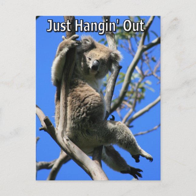 Koala Hangout in Australien Postkarte (Vorderseite)