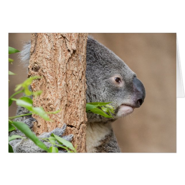 Koala Headshot (Vorderseite (Horizontal))