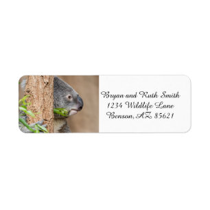 Koala Headshot