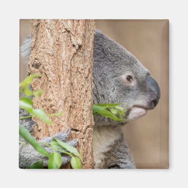 Koala Headshot Magnet (Vorne)
