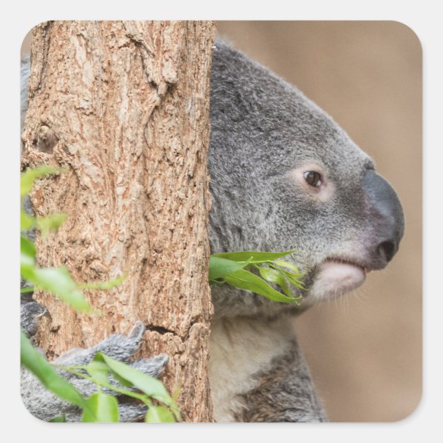 Koala Headshot Quadratischer Aufkleber (Vorderseite)