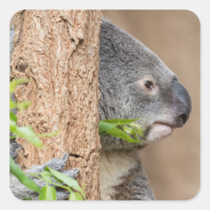Koala Headshot Quadratischer Aufkleber