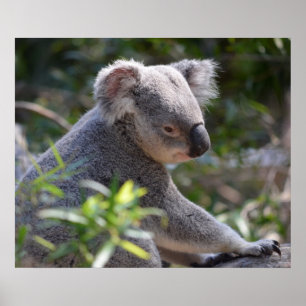 Koala im Zoo Australien Poster