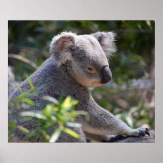 Koala im Zoo Australien Poster