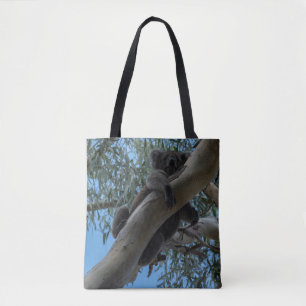 Koala in Australien, Foto