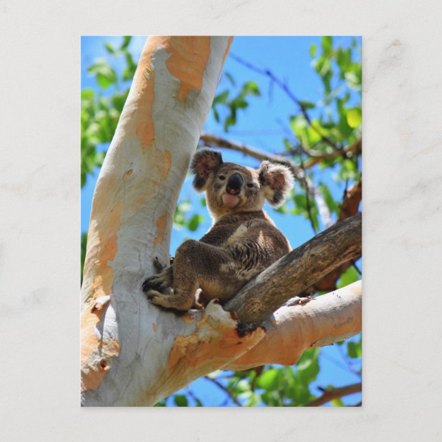 KOALA IN BÄUME QUEENSLAND AUSTRALIEN POSTKARTE (Vorderseite)