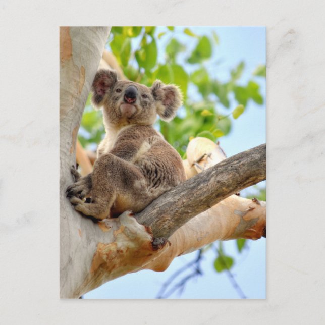 KOALA IN BÄUME QUEENSLAND AUSTRALIEN POSTKARTE (Vorderseite)