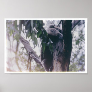 Koala in einem Baum Poster