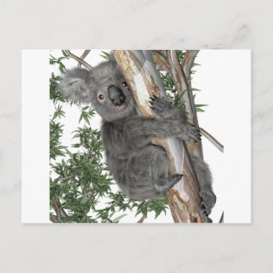 Koala in einem Baum Postkarte