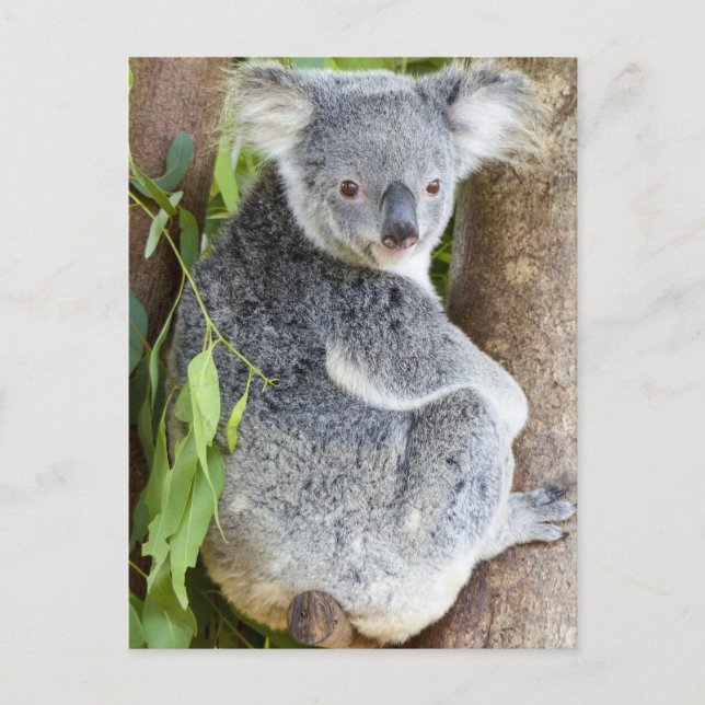 Koala in einem Tree-Foto Postkarte (Vorderseite)