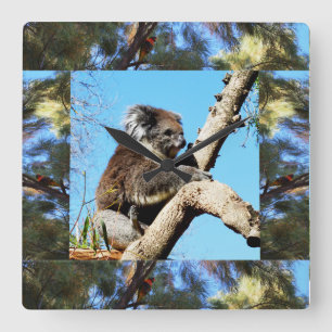 Koala In Old Pine Tree Framed With Lorikeet Quadratische Wanduhr
