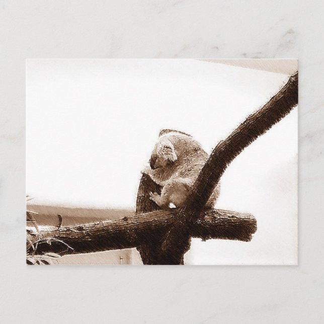 Koala in Österreich Postkarte (Vorderseite)