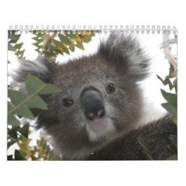 Koala Kalender