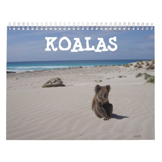 Koala Kalender (Titelbild)