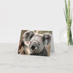 Koala Karte