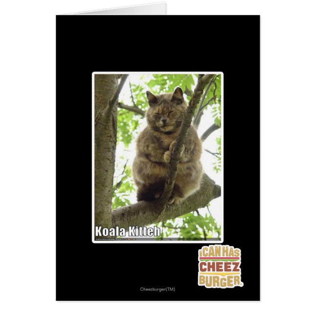 Koala Kitteh (Vorne)