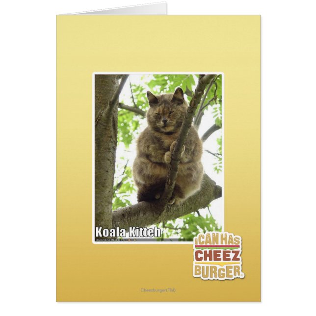 Koala Kitteh (Vorne)