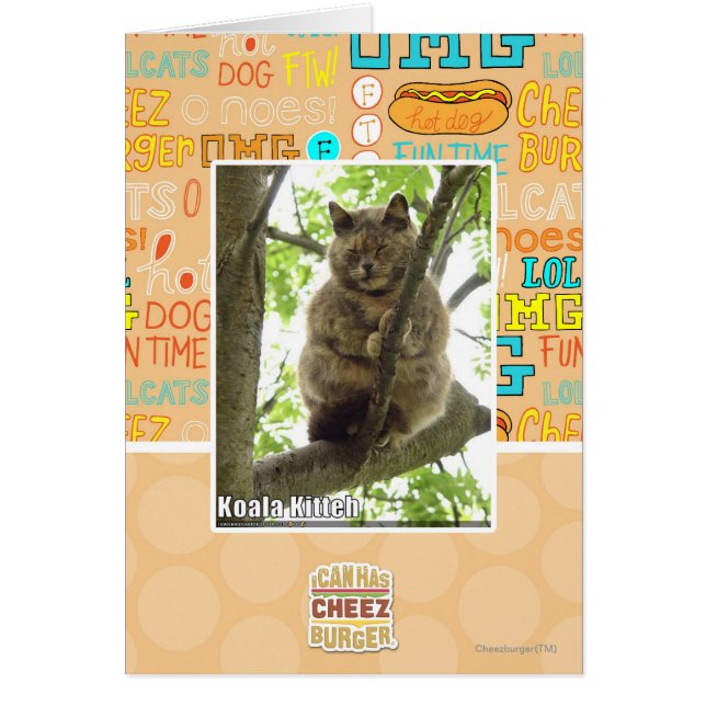 Koala Kitteh (Vorne)