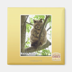 Koala Kitteh Magnet