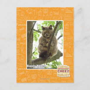 Koala Kitteh Postkarte