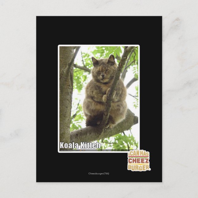 Koala Kitteh Postkarte (Vorderseite)