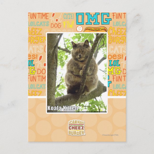 Koala Kitteh Postkarte (Vorderseite)