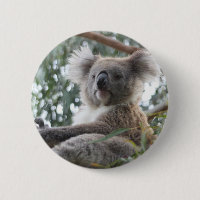 Koala-Knopf