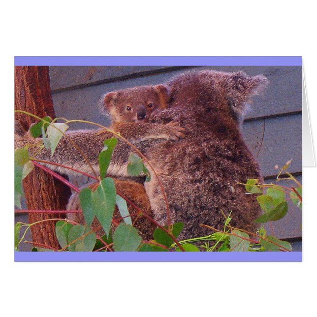 Koala Kuddles (Vorderseite (Horizontal))