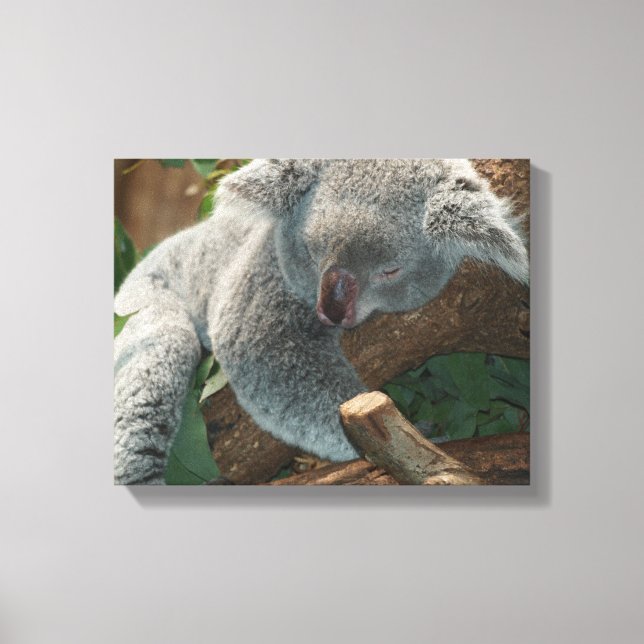 Koala Leinwanddruck (Vorderseite)