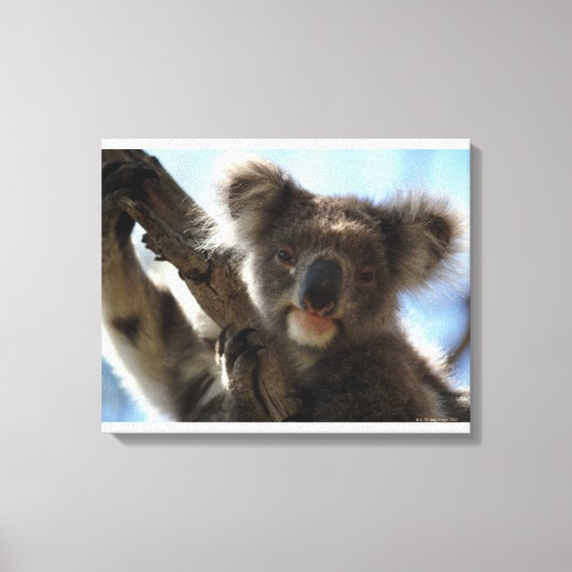 Koala Leinwanddruck (Vorderseite)
