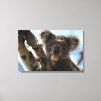 Koala Leinwanddruck