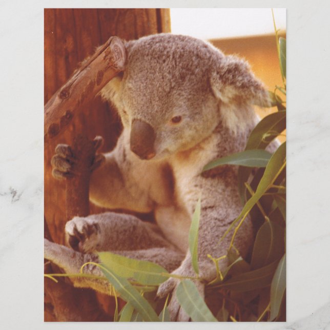Koala Liebe (Vorderseite)