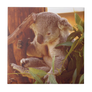 Koala Liebe Fliese